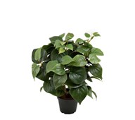 Philodendron kunstig 35 cm