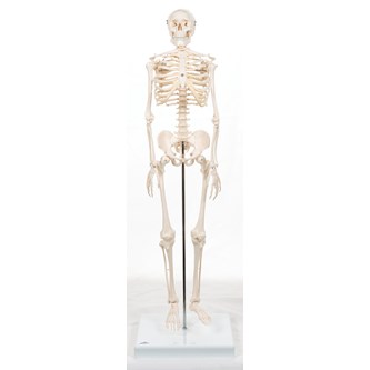 Skelet 84 cm