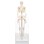Skelet 84 cm