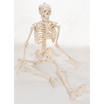Skelet 84 cm