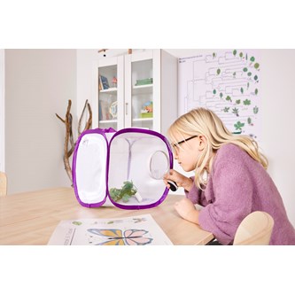 Sommerfuglebur lille