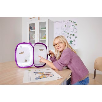 Sommerfuglebur lille