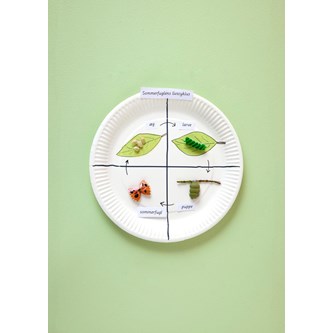 Sommerfuglens livscyklus