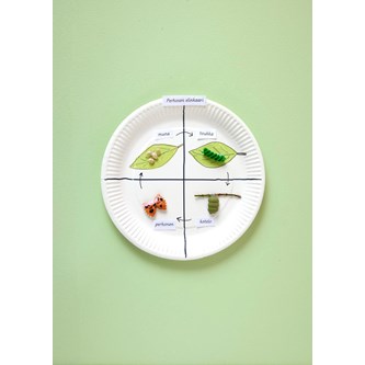 Sommerfuglens livscyklus