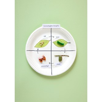 Sommerfuglens livscyklus