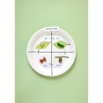 Sommerfuglens livscyklus