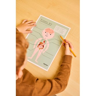 Min krop: organer – gratis materiale